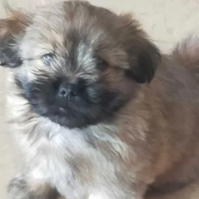 Lhasa Apso puppies for sale in Vijayawada