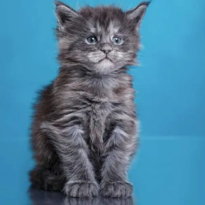 Maine Coon puppies for sale