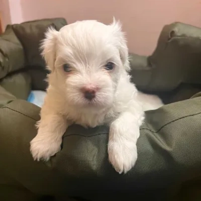 Maltese puppies for sale in Gurgaon