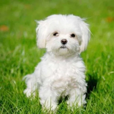 Maltese puppies for sale in Bikaner