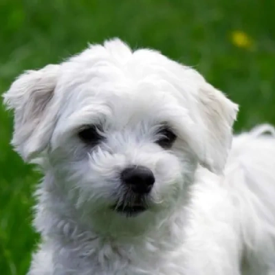 Maltese puppies for sale in Gurgaon