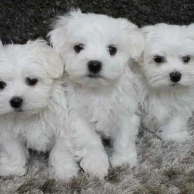 Maltese puppies for sale in Bikaner