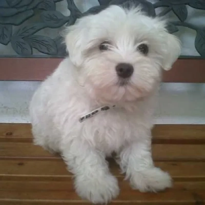 Maltese puppies for sale in Vijayawada