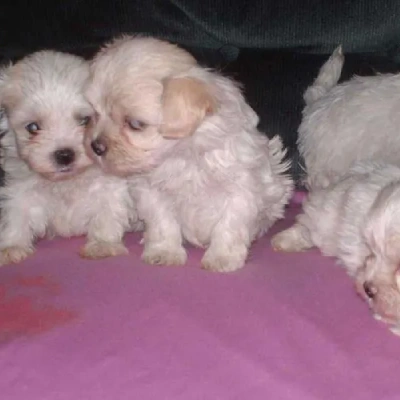 Maltese puppies for sale in Bikaner