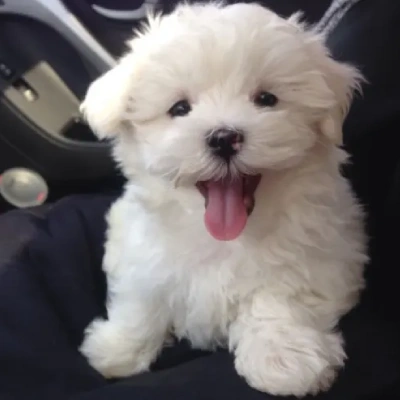 Maltese puppies for sale in Gurgaon