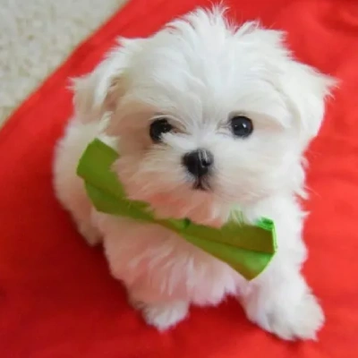 Maltese puppies for sale in Gurgaon