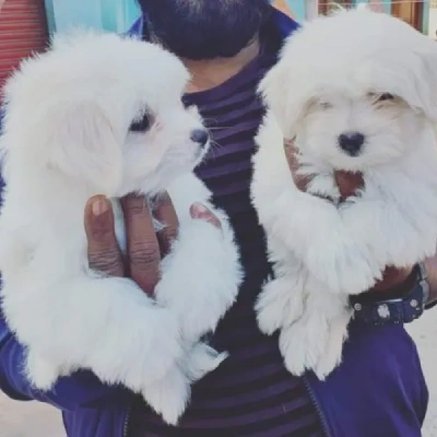 Maltese puppies for sale in Bikaner