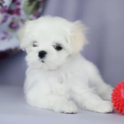 Maltese puppies for sale in Gurgaon