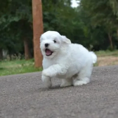 Maltese puppies for sale in Bikaner