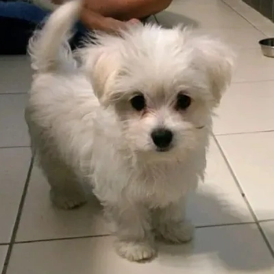 Maltese puppies for sale in Gurgaon