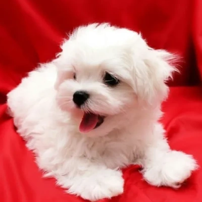 Maltese puppies for sale in Bikaner