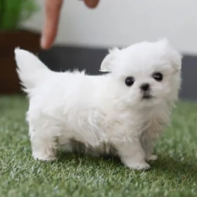 Maltese puppies for sale in Ajmer