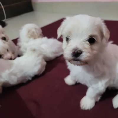 Maltese puppies for sale in Gurgaon