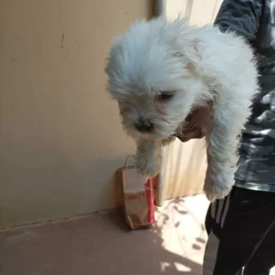 Maltese puppies for sale in Gurgaon