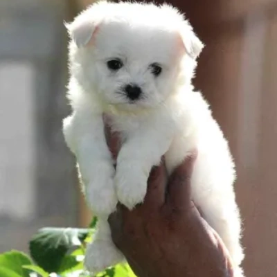 Maltese puppies for sale in Vijayawada