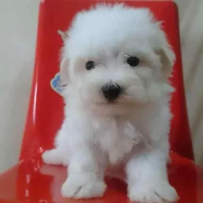 Maltese puppies for sale in Gurgaon