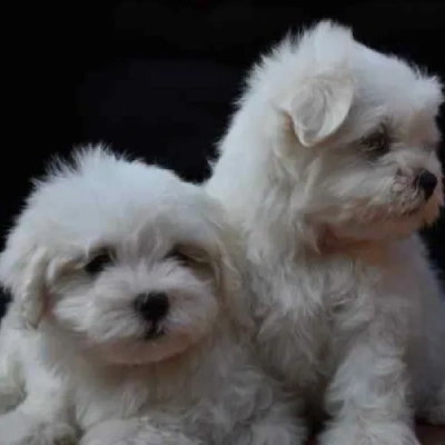 Maltese puppies for sale in Vijayawada