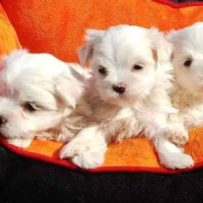 Maltese puppies for sale in Gurgaon