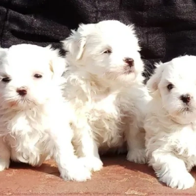 Maltese puppies for sale in Vijayawada