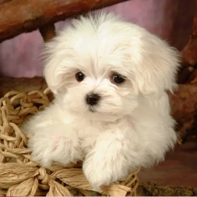 Maltese puppies for sale in Vijayawada