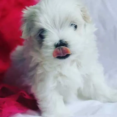 Maltese puppies for sale in Bikaner