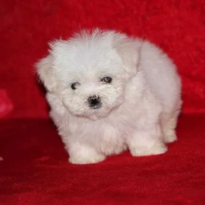 Maltese puppies for sale in Ajmer