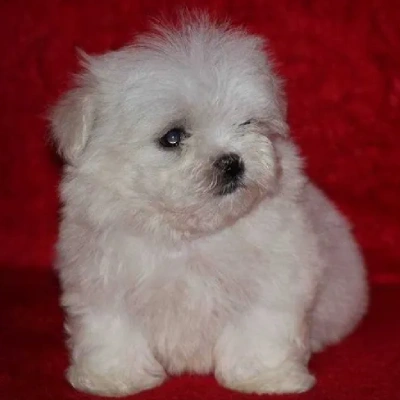 Maltese puppies for sale in Gurgaon