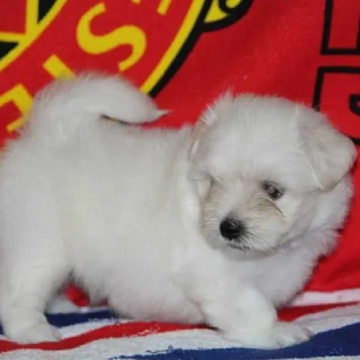 Maltese puppies for sale in Ajmer