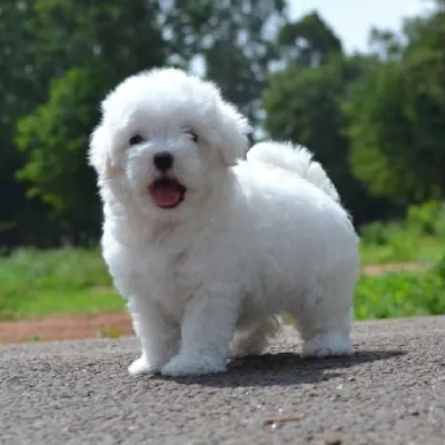 Maltese puppies for sale in Bikaner