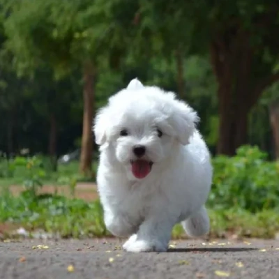 Maltese puppies for sale in Vijayawada