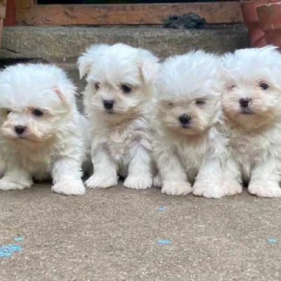 Maltese puppies for sale in Vijayawada