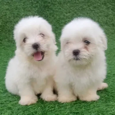 Maltese puppies for sale in Bikaner