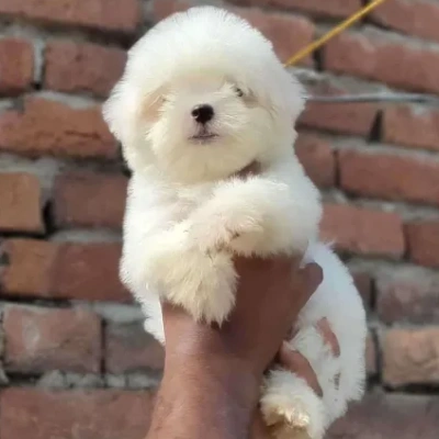 Maltese puppies for sale in Vijayawada