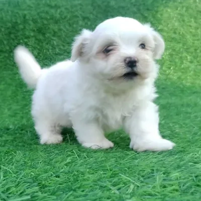 Maltese puppies for sale in Gurgaon