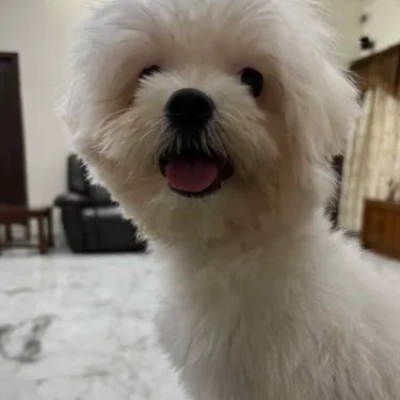 Maltese puppies for sale in Gurgaon