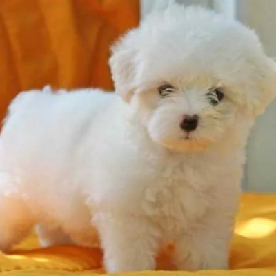 Maltese puppies for sale in Ajmer