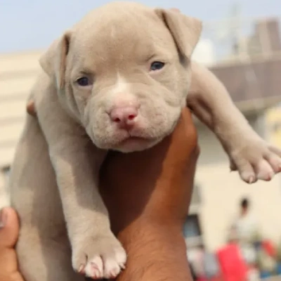 Pitbull puppies for sale in Bikaner