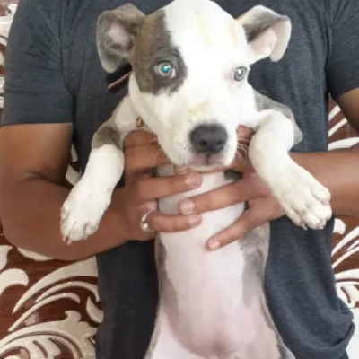 Pitbull puppies for sale in Ajmer