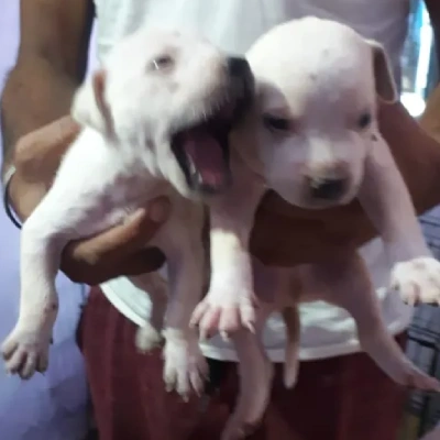 Pitbull puppies for sale in Udaipur