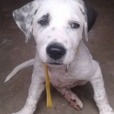 Pitbull puppies for sale in Bikaner