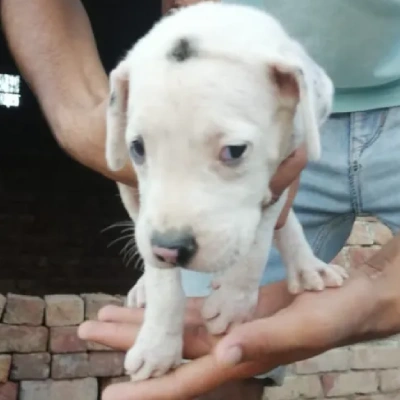 Pitbull puppies for sale in Vijayawada