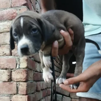 Pitbull puppies for sale in Ajmer