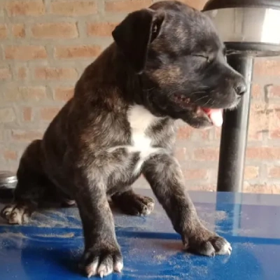 Pitbull puppies for sale in Udaipur