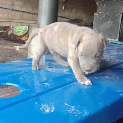 Pitbull puppies for sale in Gurgaon