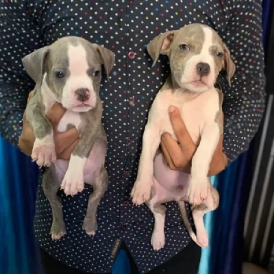 Pitbull puppies for sale in Udaipur