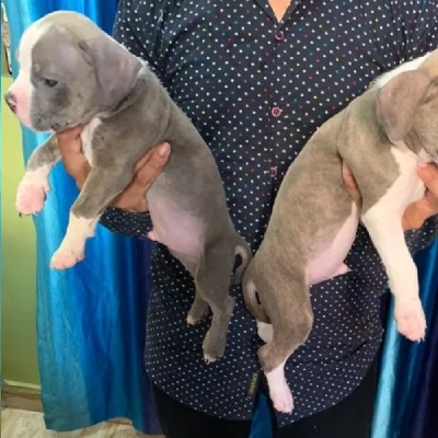 Pitbull puppies for sale in Vijayawada