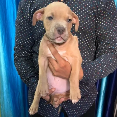 Pitbull puppies for sale in Udaipur