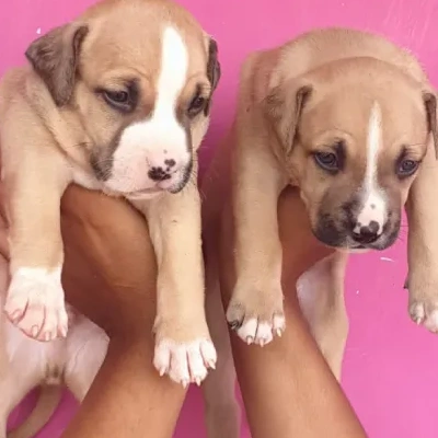 Pitbull puppies for sale in Udaipur