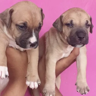 Pitbull puppies for sale in Gurgaon