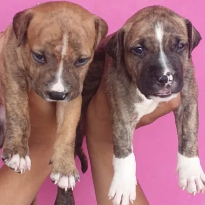 Pitbull puppies for sale in Bikaner